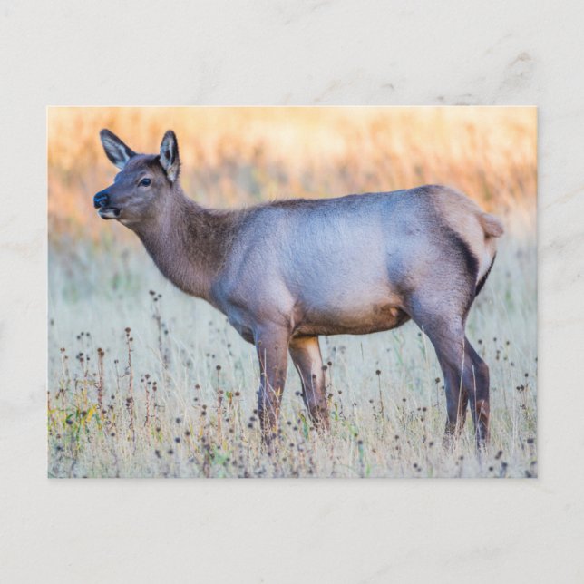 Calf Elk | Madison Junction, Wyoming Postcard (Front)