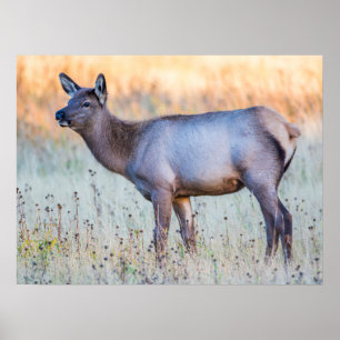 Calf Elk   Madison Junction, Wyoming Poster