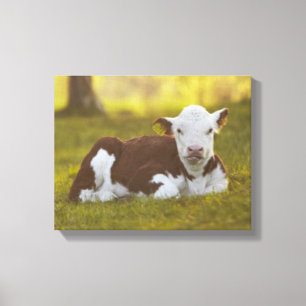 Calf Resting Canvas Print