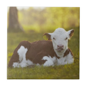 Calf Resting Tile