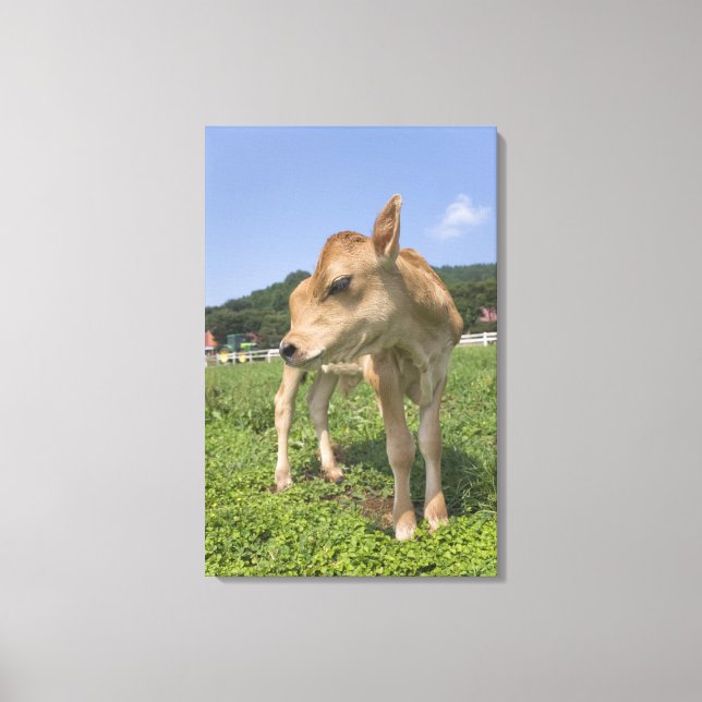 Calf standing canvas print (Front)