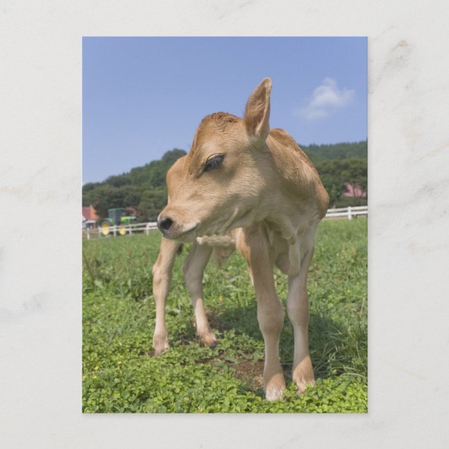 Calf standing postcard (Front)