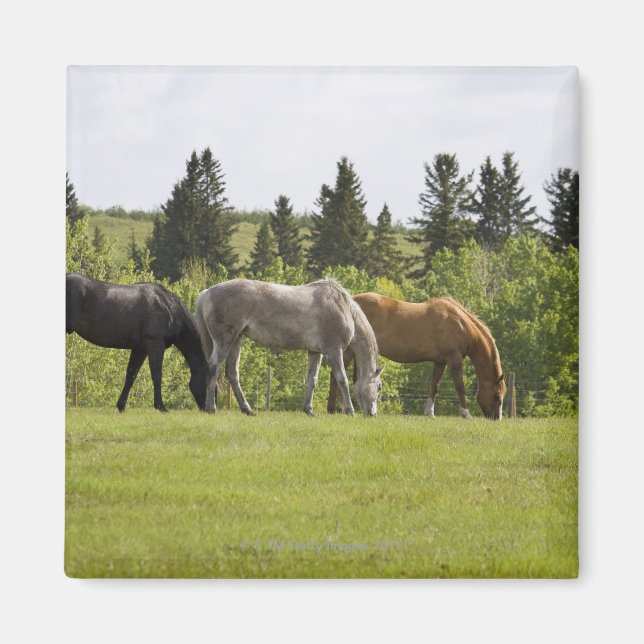 Calgary, Alberta, Canada Magnet (Front)