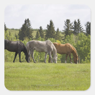 Calgary, Alberta, Canada Square Sticker