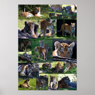 Calgary Zoo Tiger with Cubs Poster