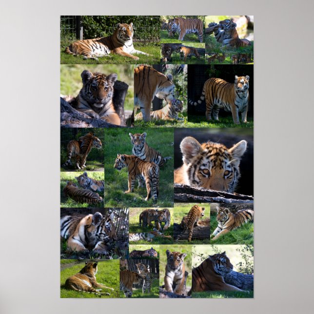 Calgary Zoo Tiger with Cubs Poster (Front)