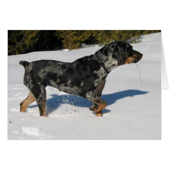 Cali (Front Horizontal)