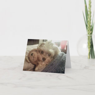 Cali Lollipop Furiends Furever Blank Notecard