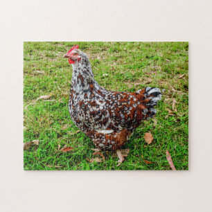 Calico Bantam Chicken Hen Jigsaw Puzzle