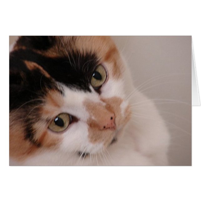 Calico Beauty Cat (Front Horizontal)