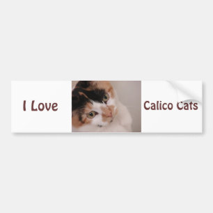 Calico Beauty Cat Bumper Sticker