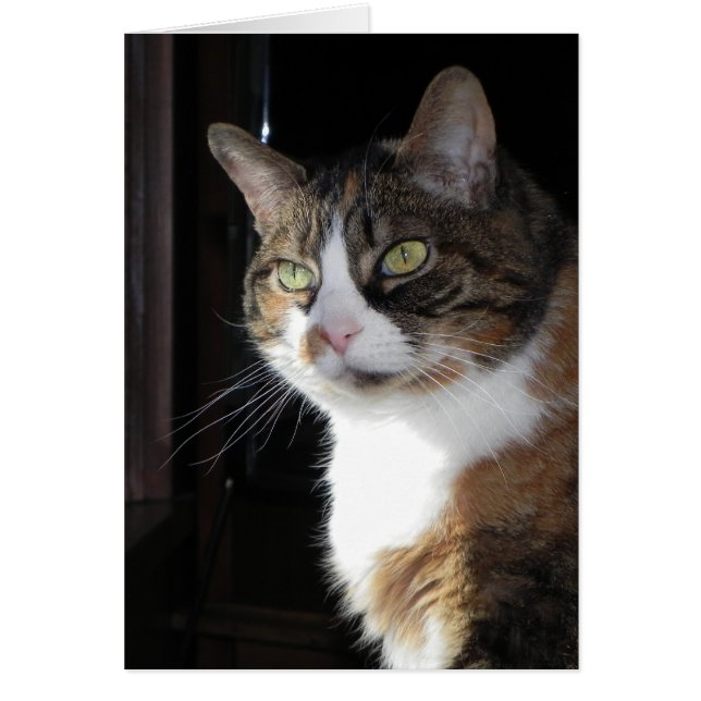Calico Cat (Front)