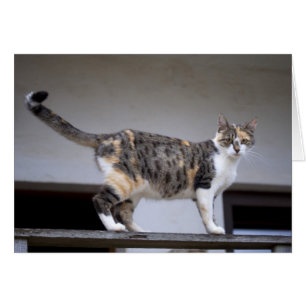 Calico Cat at the balcony