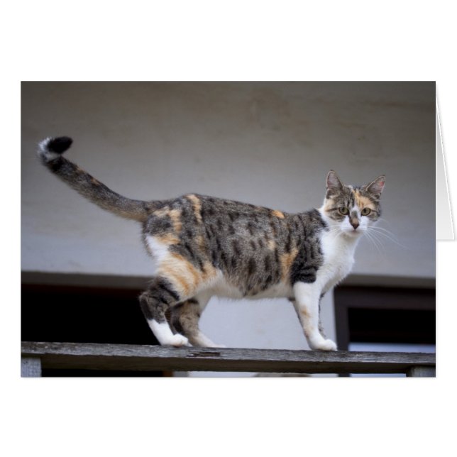 Calico Cat at the balcony (Front Horizontal)