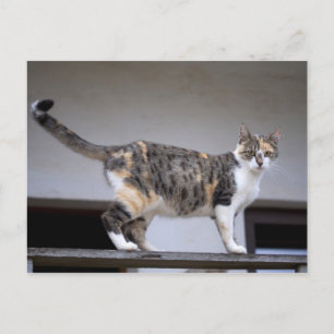Calico Cat at the balcony Postcard