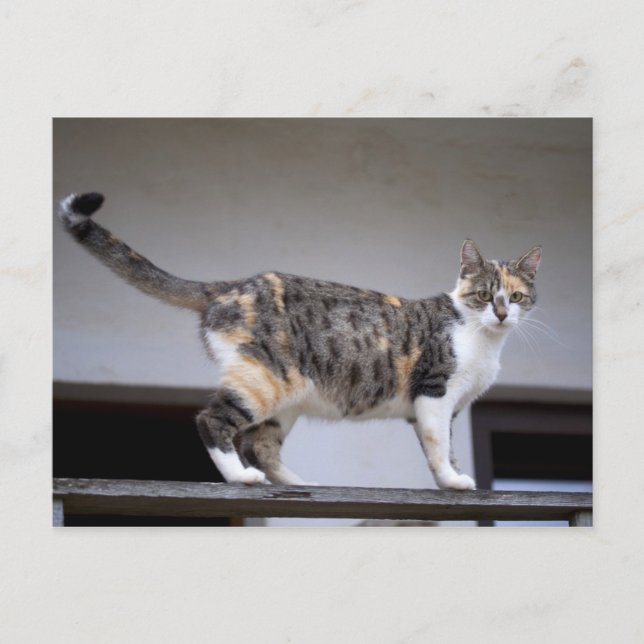 Calico Cat at the balcony Postcard (Front)