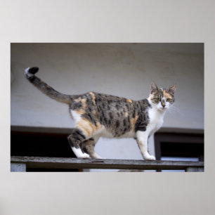 Calico Cat at the balcony Poster