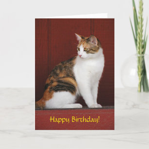 Calico Cat Birthday Card