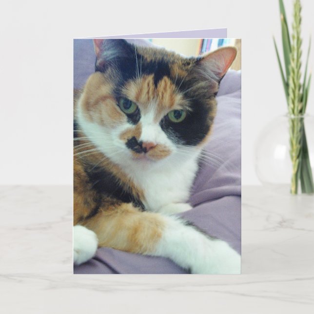 Calico Cat Blank Greeting Card (Front)