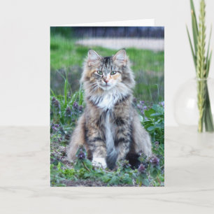 Calico Cat Card