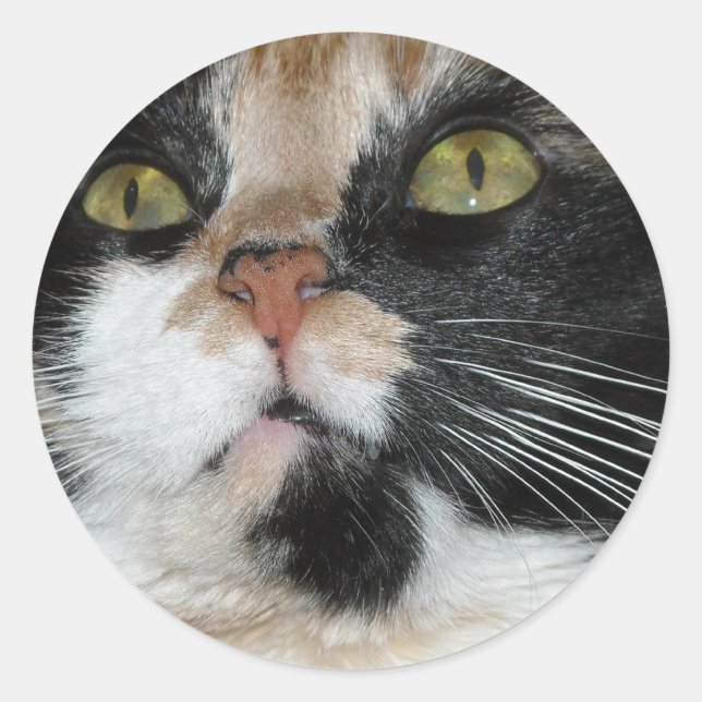Calico Cat Classic Round Sticker (Front)