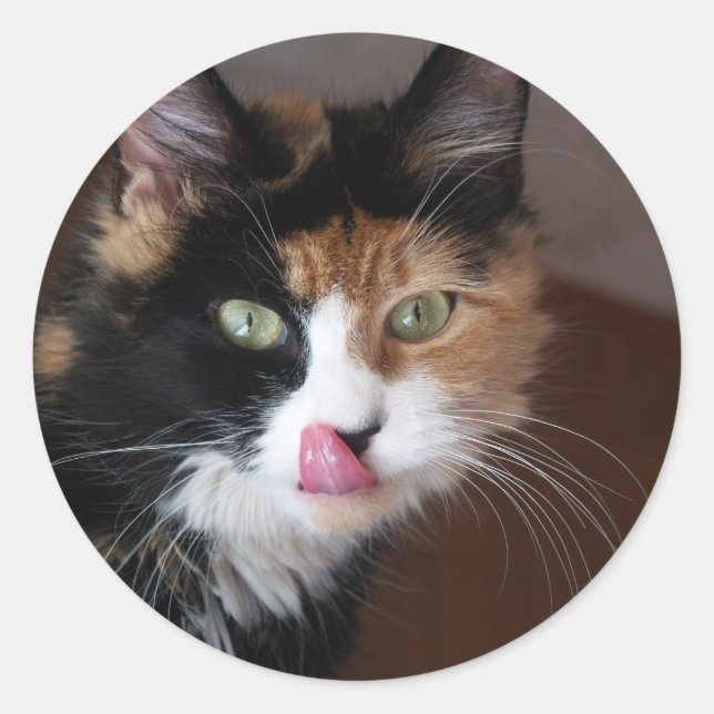 Calico Cat Classic Round Sticker (Front)