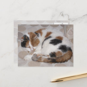 Calico cat curled up on bed postcard