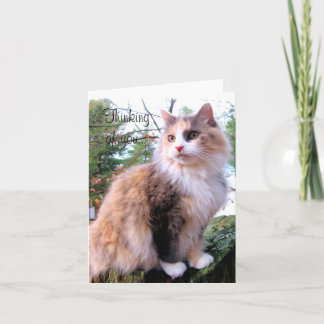 Calico Cat Custom Thinking Of You Card