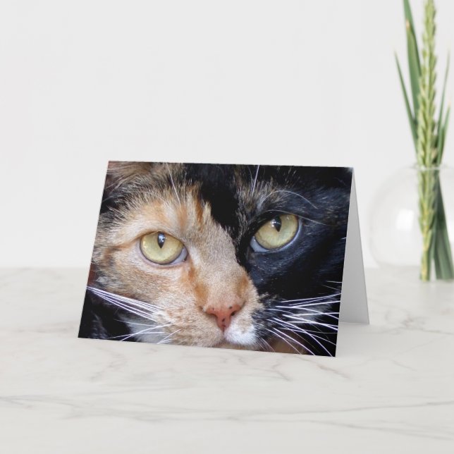 Calico cat greeting card (Front)