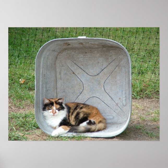 Calico Cat in Basin Poster (Front)