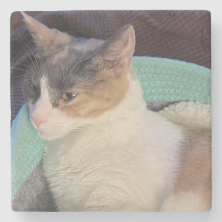 Calico Cat in Cat Bed Stone Coaster