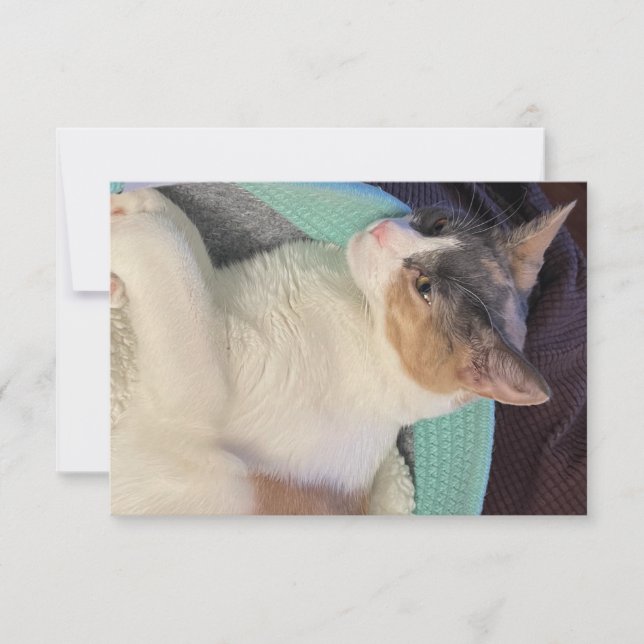 Calico Cat in Cat Bed Thank You Card (Front)