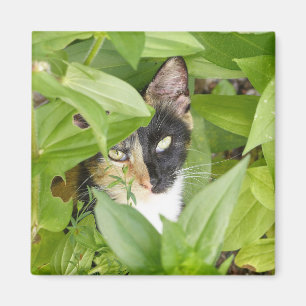 Calico Cat in the Zinnias Magnet