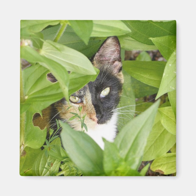 Calico Cat in the Zinnias Magnet (Front)