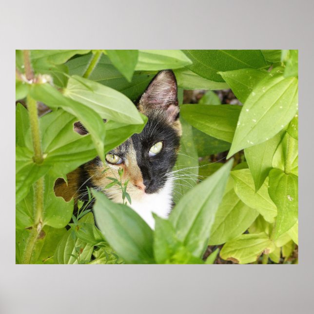 Calico Cat in the Zinnias Poster (Front)