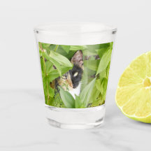 Calico Cat in the Zinnias