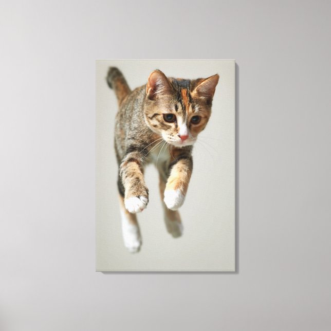 Calico Cat Jumping Canvas Print (Front)