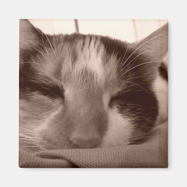 Calico cat magnet (Front)