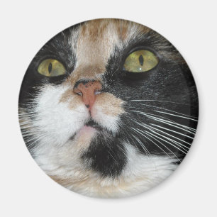 Calico Cat Magnet