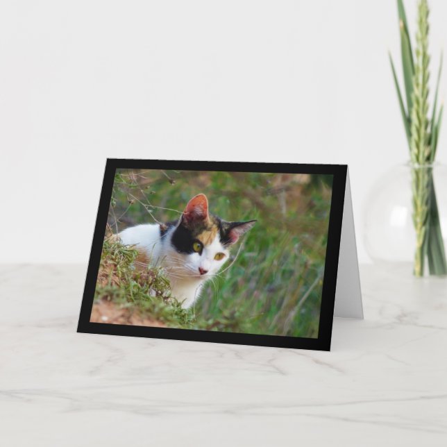 Calico Cat on the Prowl Card (Front)
