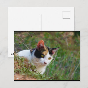Calico Cat on the Prowl Postcard