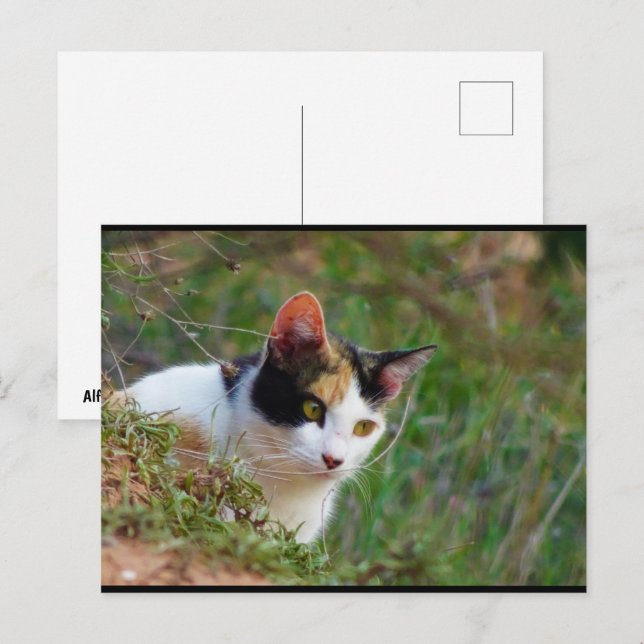 Calico Cat on the Prowl Postcard (Front/Back)