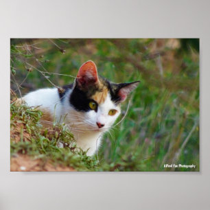 Calico Cat on the Prowl Poster