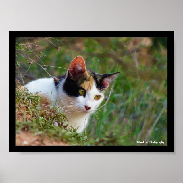 Calico Cat on the Prowl Poster (Front)