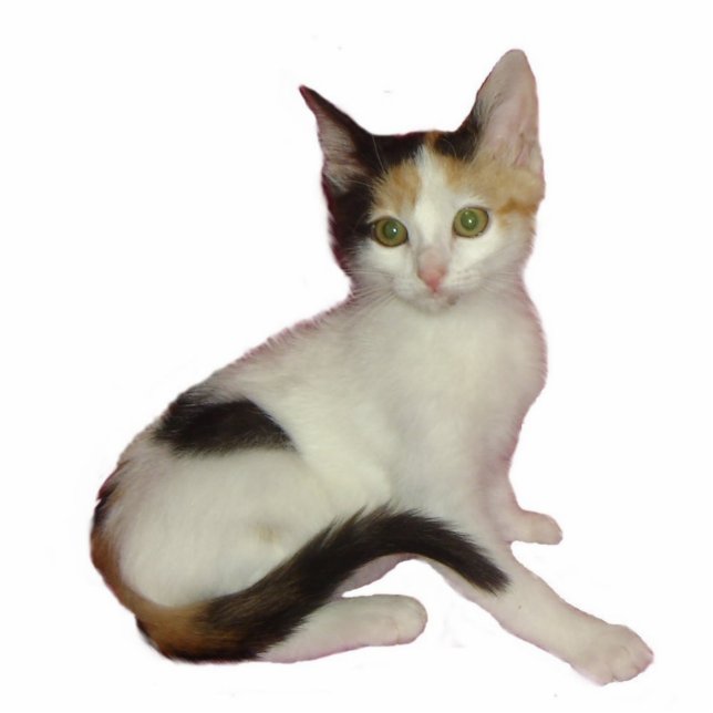 Calico Cat Photo Sculpture (Front)