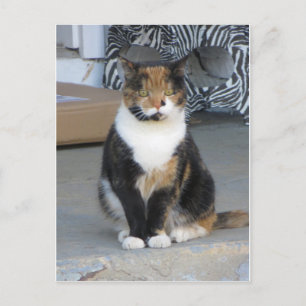 Calico Cat Postcard