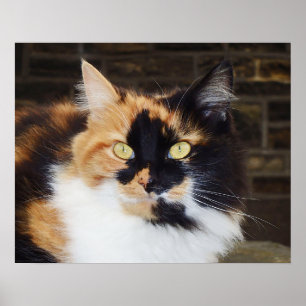 Calico cat Poster