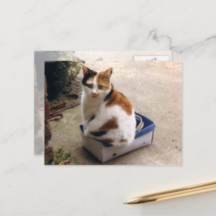 Calico cat sitting in a box postcard
