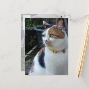 Calico cat sitting outside postcard