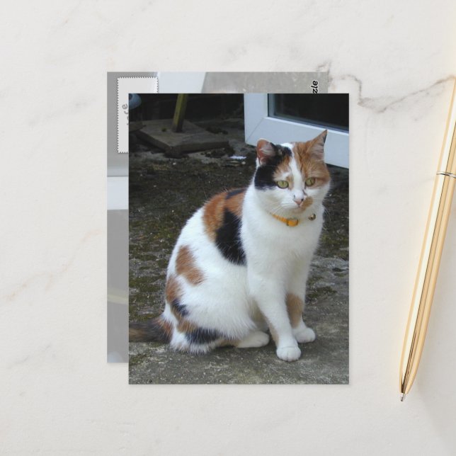 Calico cat sitting outside postcard (Front/Back In Situ)